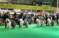 Open Dog Class