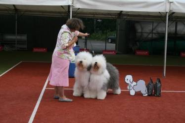 Sieger Paarklasse Grigoryan 