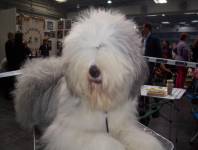 Jugendfell Jugendfell