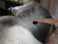 Den Rücken bürsten Den Rücken bürsten