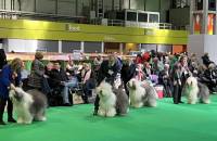 Best Bitch Challenge