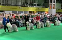 Yearling Bitch Class