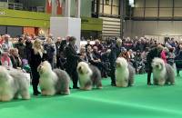 Open Dog Class