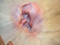 Ohr befreit Ohr befreit