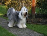 Erwachsenenfell Erwachsenenfell