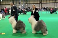 Best of Breed/Best Opposite Sex