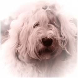 Geschichte Old English Sheepdog
