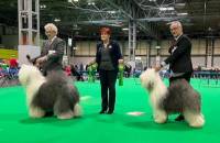 Best of Breed/Res Best of Breed