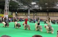 Post Graduate Bitch Winner