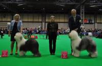 Best of Breed/Res Best of Breed