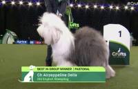 Winner Pastoral Goup