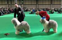 Yearling Bitch Winner