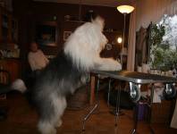 Auf den Tisch Auf den Tisch