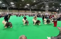 Post Graduate Dog Winner