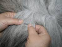 Fell teilen Fell teilen