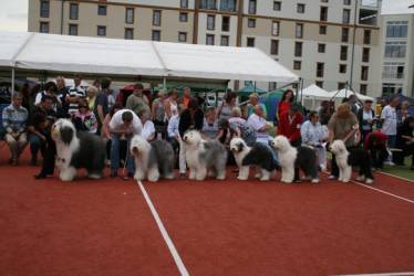 Stud Dog Woody Woodstock v.d. Blue Zottel's 