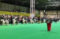 Junior Dog Class