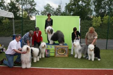 Best Stud Dog Woody Woodstock v.d. Blue Zottel's 
